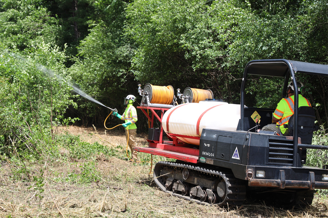 NelsonTree_Spraying